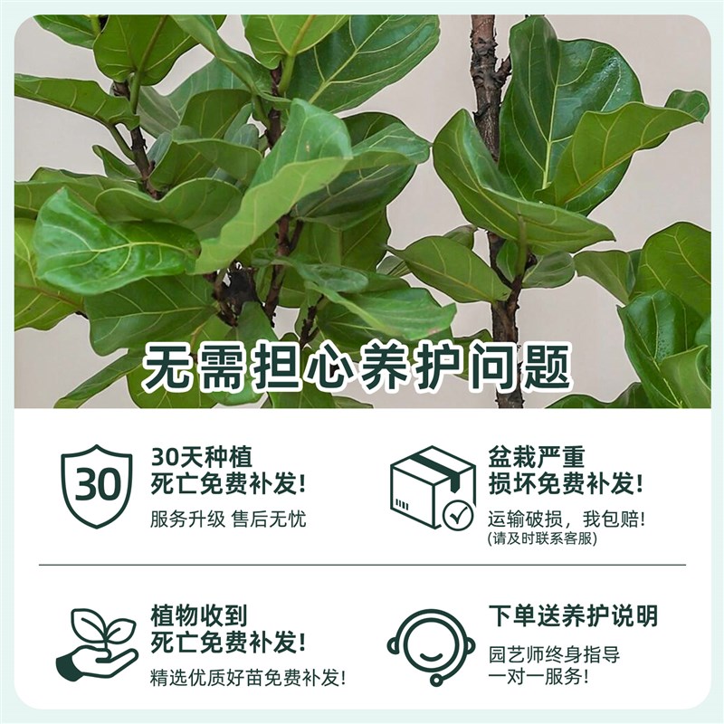 造型琴叶榕客厅绿植大型盆栽办公室法式落地真植物四季好养活装饰