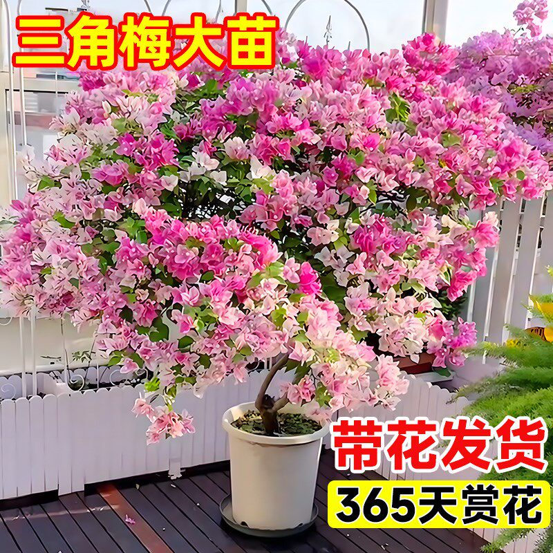 三角梅花树苗盆栽重瓣带花老桩大漳红樱室内阳台花卉爬藤四季开花