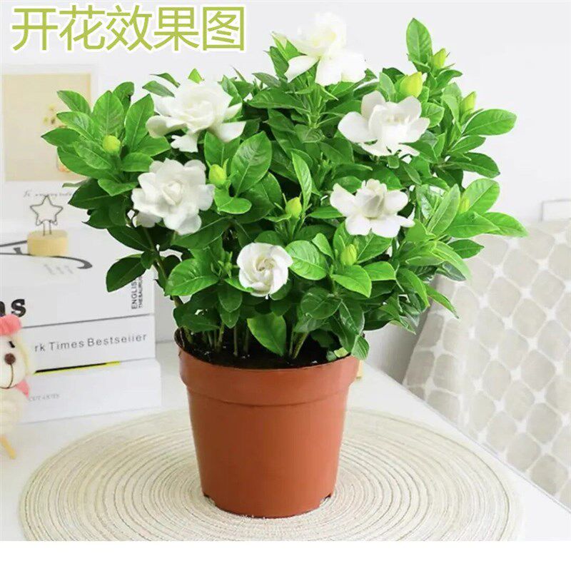 【下单立减50】栀子花盆栽花卉浓香型栀子花室内客厅阳台绿植QC