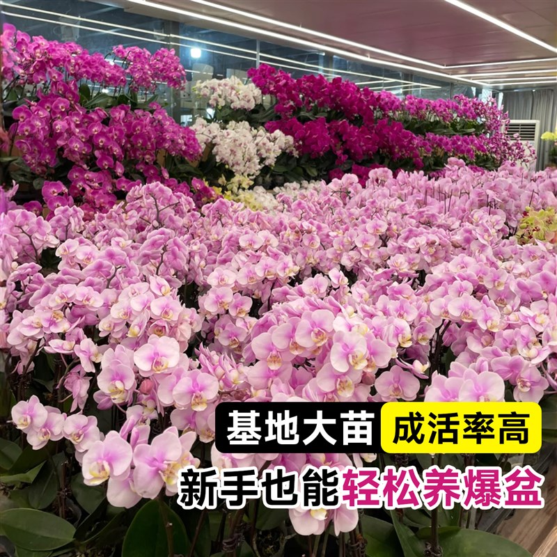 蝴蝶兰盆栽带花特大号花苗双剑带花苞兰花室内冬季耐寒花卉年宵花
