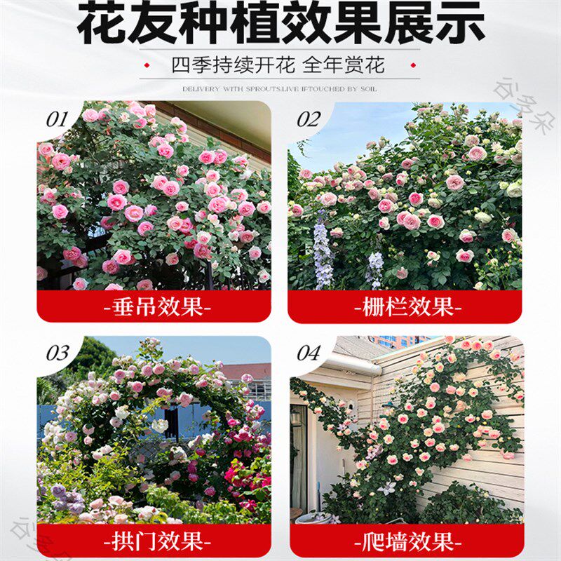 蔷薇花苗爬藤月季四季开花卉植物室外庭院爬墙月季玫瑰花树苗盆栽