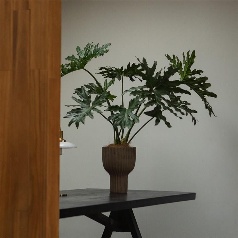 earth plant 春羽蔓绿绒龙鳞带老桩绿植盆栽落地大植物客厅盆景