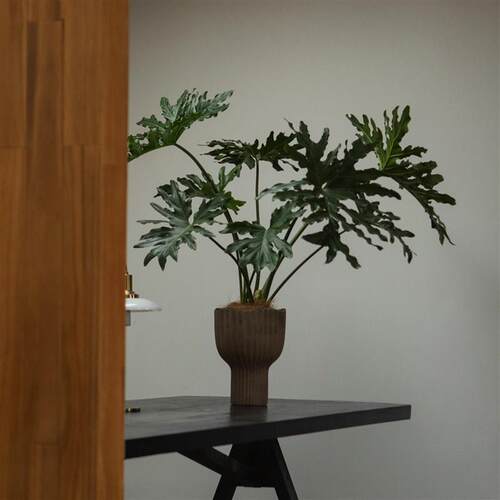 earth plant 春羽蔓绿绒龙鳞带老桩绿植盆栽落地大植物客厅盆景