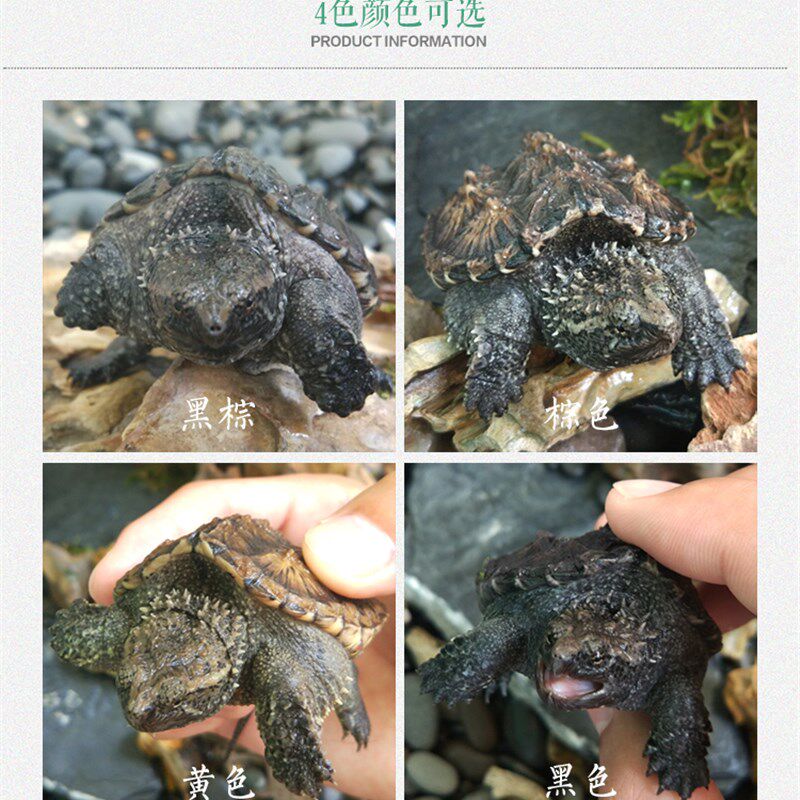 鳄龟纯佛爆刺王杂佛鳄鱼龟苗宠物小鳄佛罗里达乌龟活物北美小鳄龟