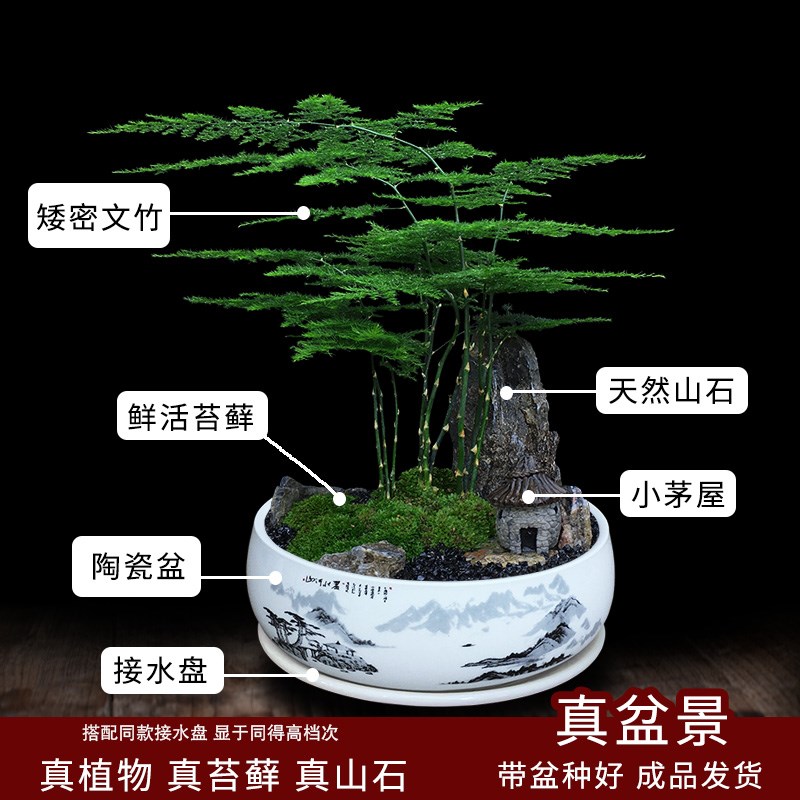 文竹盆栽四季常青办公室绿植室内花卉茶室桌面植物创意好养小盆景