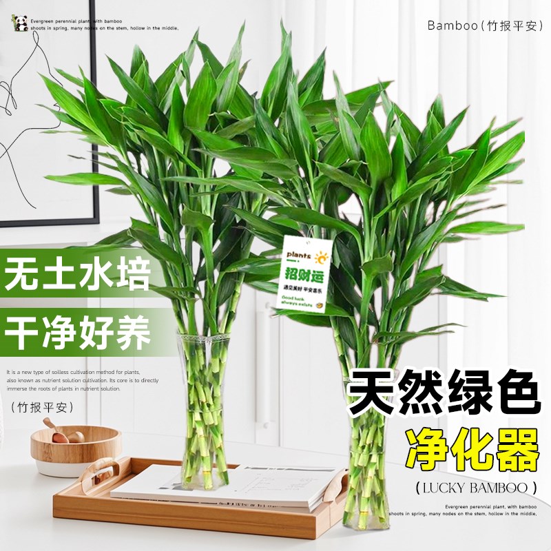 富贵竹水培植物客厅招财绿植花卉室内水竹粗杆带根转运竹水养盆栽