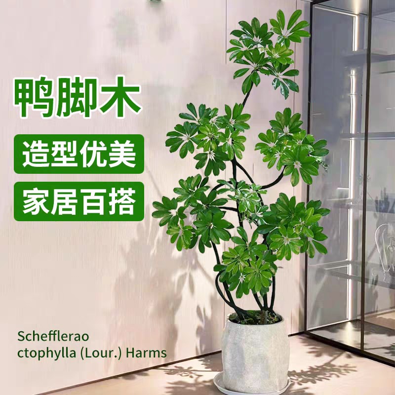 造型鸭脚木客厅大盆栽鹅掌财四季长春常绿大型招财绿植八方来财