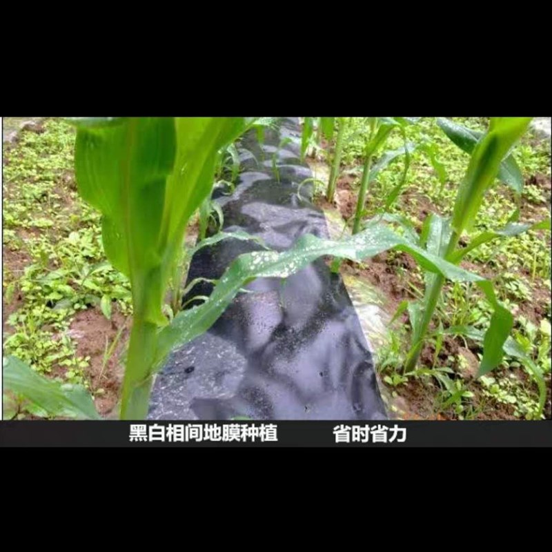 三黑两白地膜pe全新料抗老化农用白加黑黑白相间除草保湿双白微膜