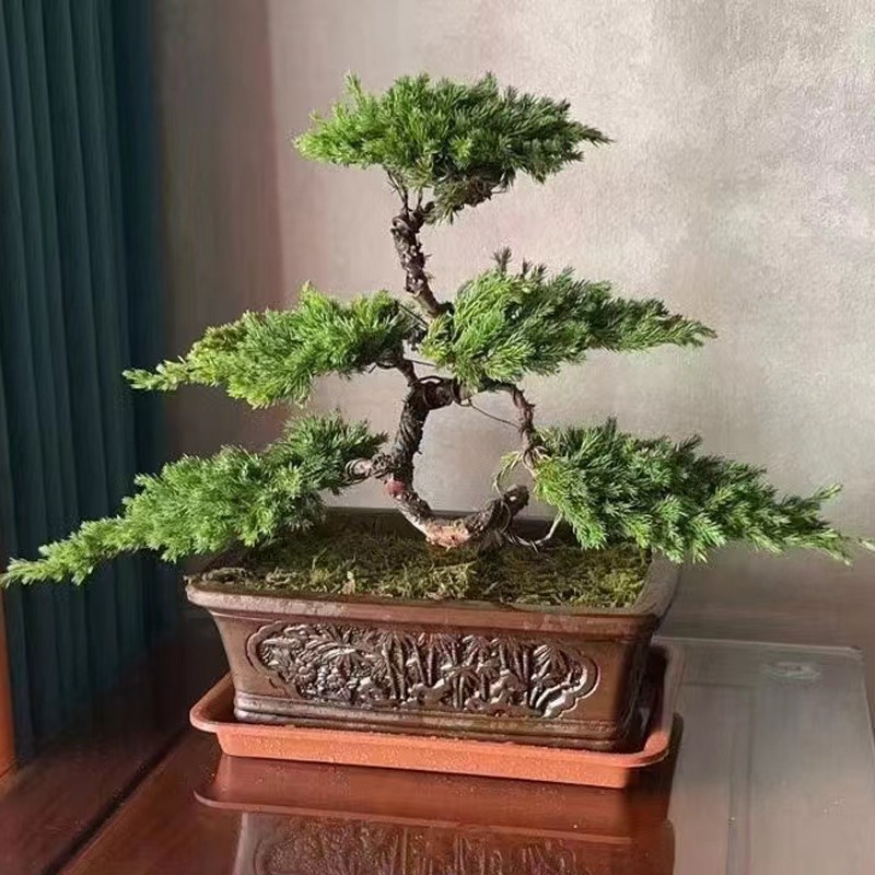 迎客松盆景真树盆栽摆件四季长青办公室书房玄关茶桌绿植造型盆景