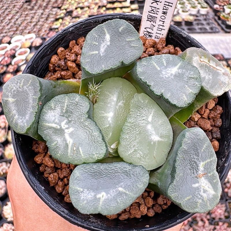 【顺丰】蜃气楼万象 糯透 玉露十二卷多肉植物绿植盆栽 一物一拍