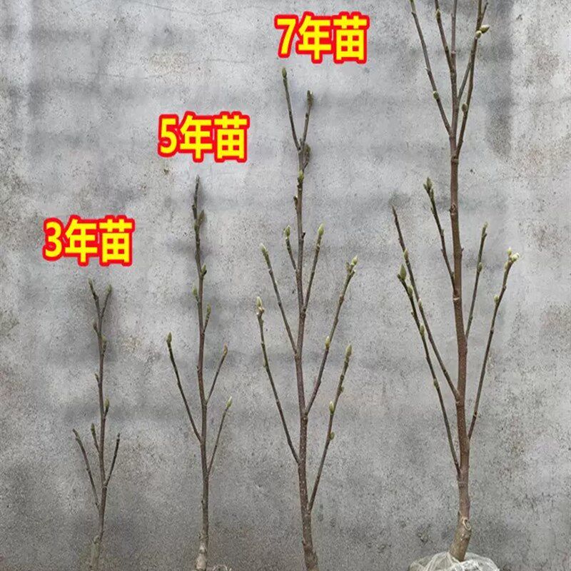 矮化玉兰树苗盆地栽盆景白红紫玉兰花苗别墅阳台庭院花卉木本植物