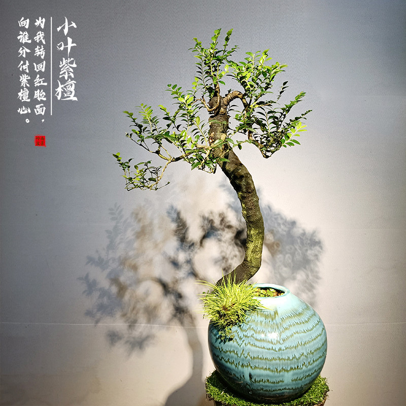 小叶紫檀盆景黑骨茶老桩悬崖式根艺造型花瓶摆件室内客厅桌面绿植