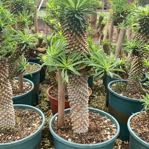 进口稀有铁甲麒麟多肉仙人掌植物盆栽室内办公绿植带盆土发货包邮