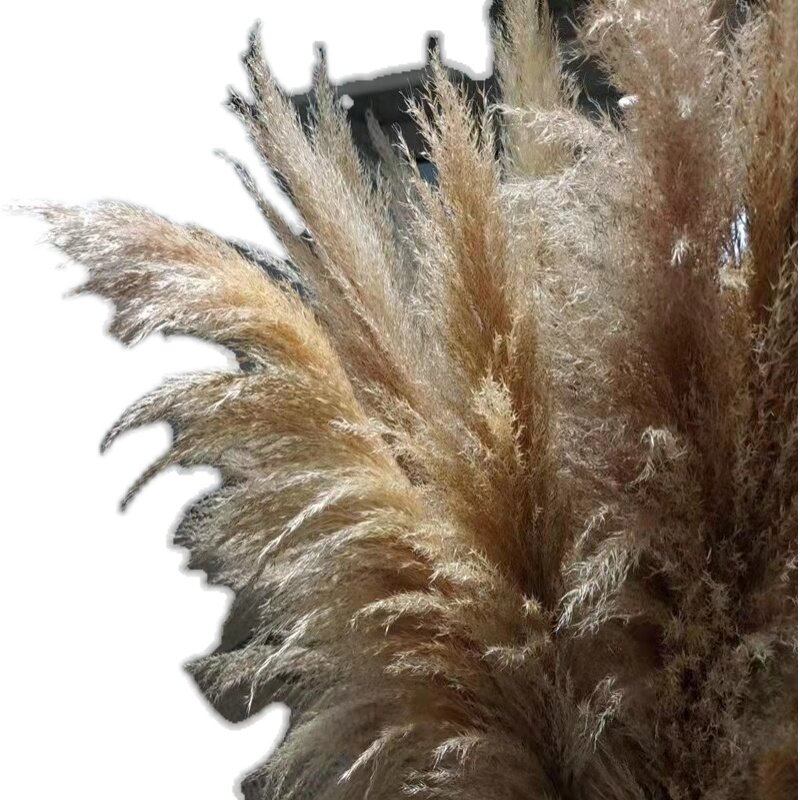 天然网红大芦苇蒲苇干花婚庆装饰拍摄道具落地超大蓬松永生花花束