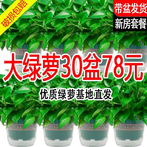 新房绿萝盆栽室内植物净化空气绿植客厅大叶长藤绿箩好养花卉吊兰