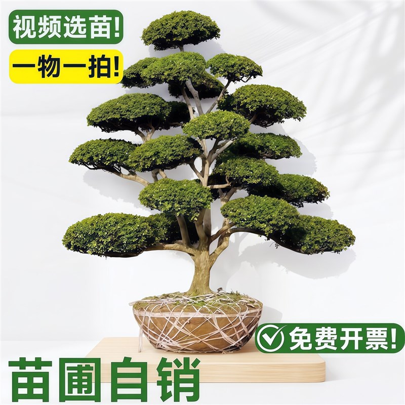 黄杨造型树桩大瓜子黄杨老桩盆景庭院别墅造型绿化植物小叶黄杨树