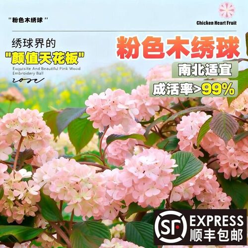 粉色玫瑰达人中华木绣球花树苗木本绣球树大花斗球耐寒耐寒好养活