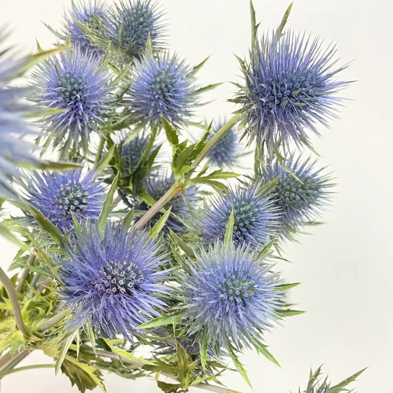荷兰进口大刺芹室内水养新鲜插花手捧花配花做干花节日鲜花礼物