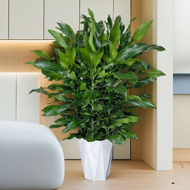 螺纹铁植物大盆栽室内大型落地绿植客厅开业乔迁绿色好养真花