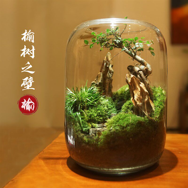 紫檀榆树创意办公室桌面微景观生态瓶青苔鲜活绿植盆栽成品耐养