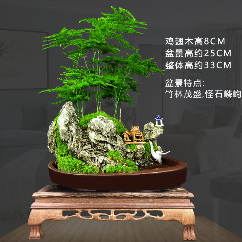 文竹盆景植物室内老桩盆栽花卉松树造景罗汉松山水小摆件客厅绿植