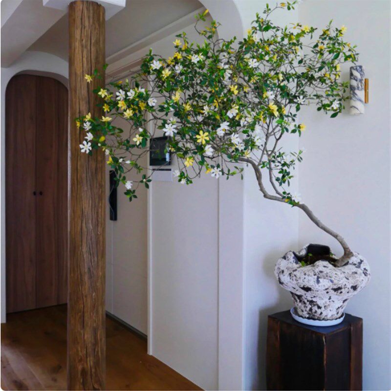 海岛栀子花春花盆栽四季常绿开花植物好养活室内茶室绿植进化空气