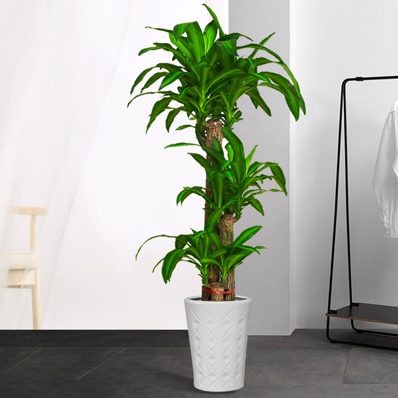 巴西木植物盆栽绿植大型室内办公室客厅阳台巴西铁吸甲醛观叶