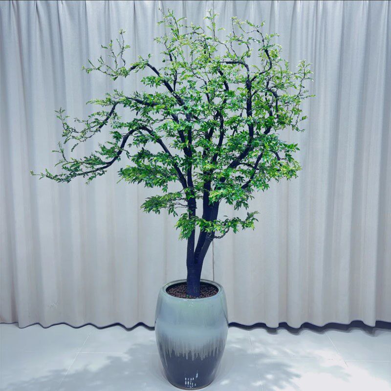 小叶紫檀盆景造型室内外绿植办公室玄关落地绿植名贵树黑骨茶好养