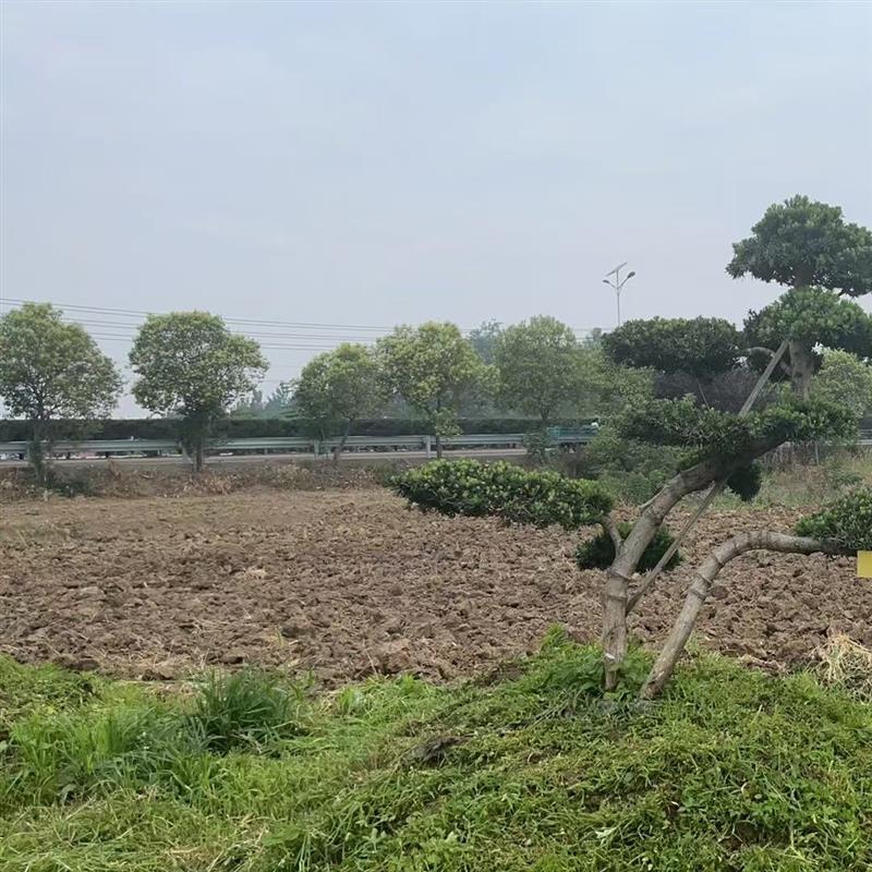 罗汉松造型盆景规格齐全造型美观一物一拍