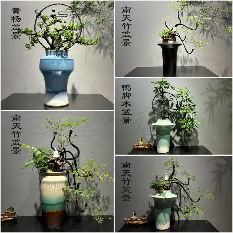 小叶紫檀陶瓷盆景南天竹老桩客厅盆栽四季常青吸甲醛植物黑骨茶