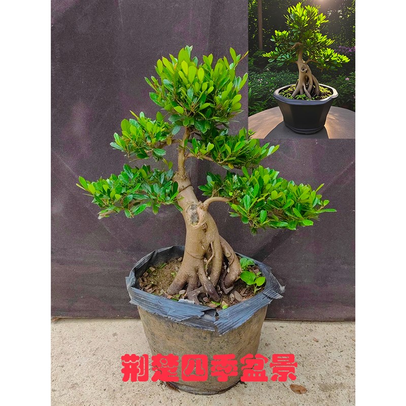 中华蚊母盆景 大叶小叶 微型盆栽 常青绿植 红花植物
