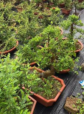榆树罗汉松黄杨等各种盆景盆栽素材花卉绿植等