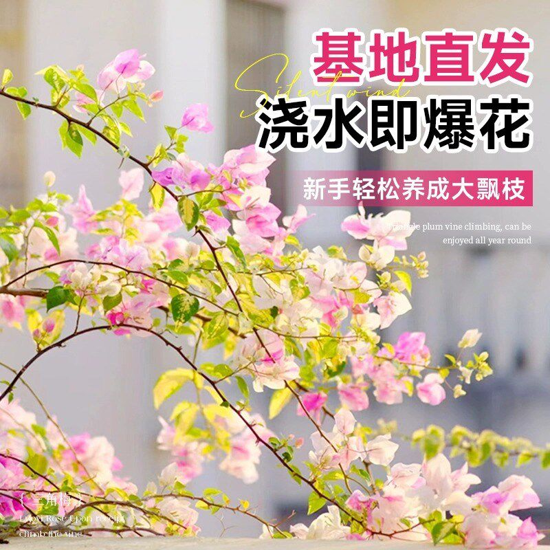 重瓣三角梅盆栽带花树苗飘枝室内阳台庭院老桩四季开花爬藤花卉