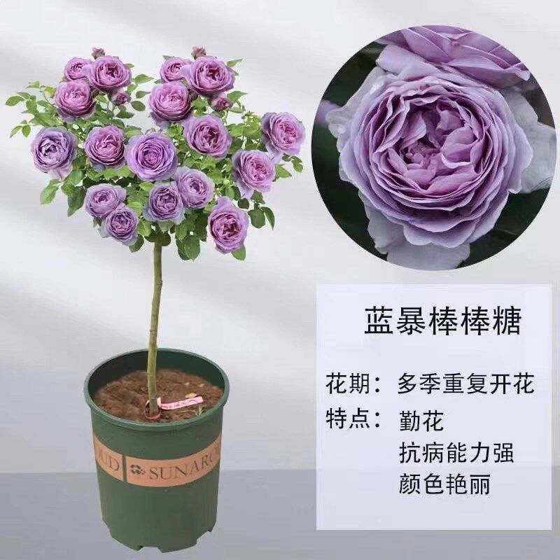 蓝色风暴欧月阳台玫瑰花四季开花月季花苗四季盆栽带花苞发货庭院