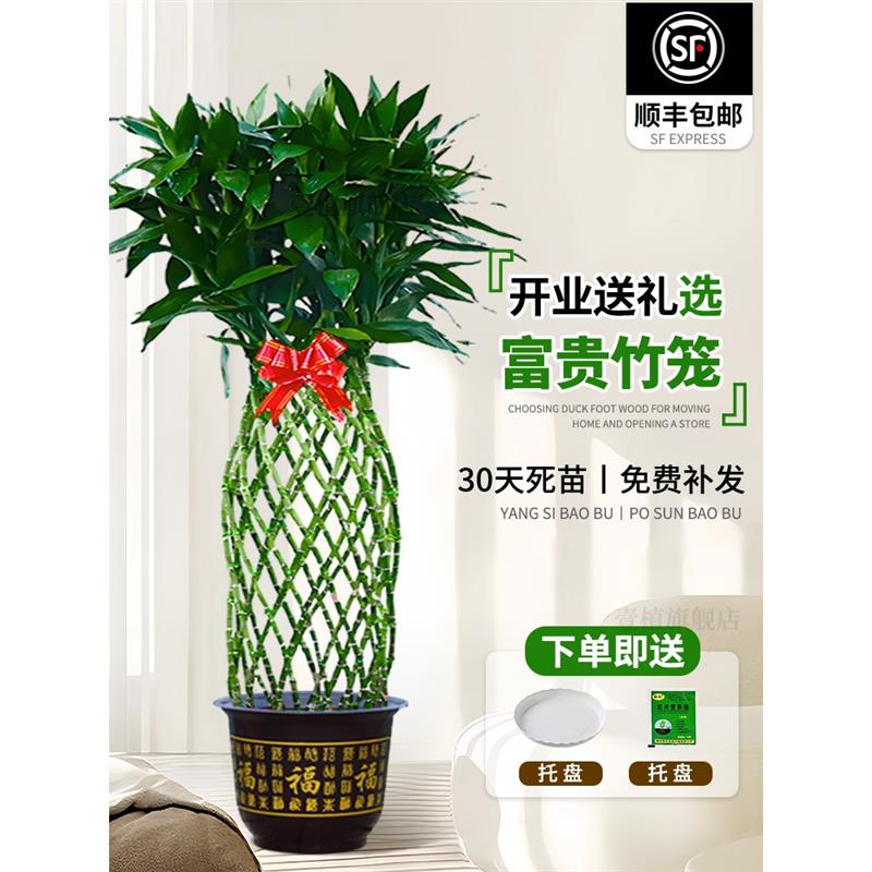 富贵竹水培植物富贵竹笼盆栽造型大型绿植办公室桌面乔迁送礼开业