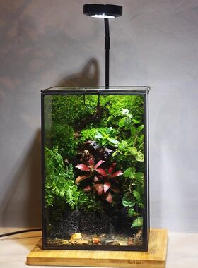 苔藓微景观生态雨林缸造景办公室桌面绿植闷养螃蟹生态缸生日礼物