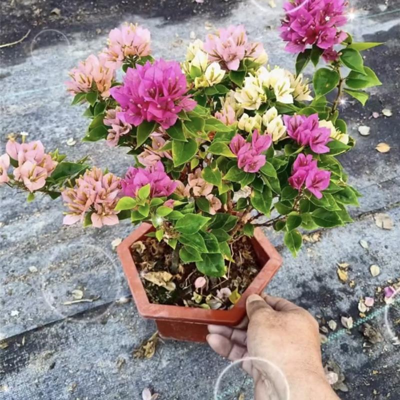 三角梅盆栽提根阳台庭院开花不断爬藤花卉植物