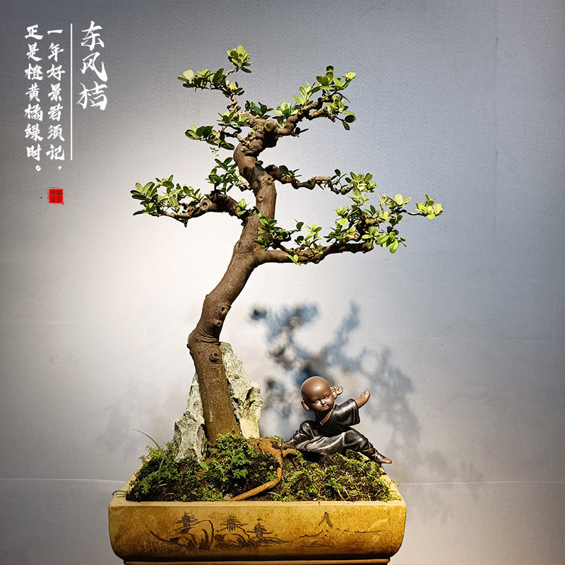 岭南造型山桔结果金豆盆景东风桔盆栽办公室茶馆桌面绿植四季常青