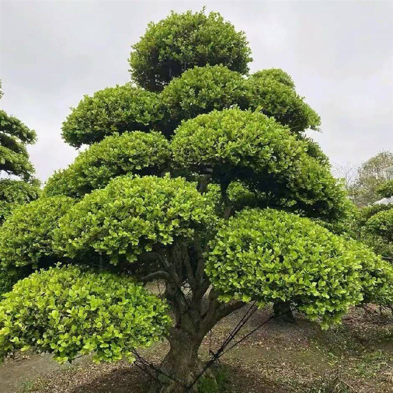 黄杨小叶瓜子造型树庭院别墅造景绿化黄杨苗黄杨盆景四季常青