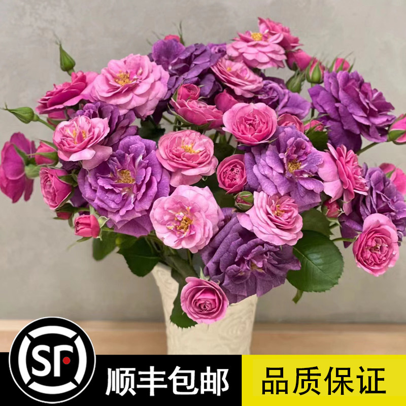 欧月玫瑰花苗奥秘月季大花浓香四季盆栽室外花卉观花庭院阳台蔷薇
