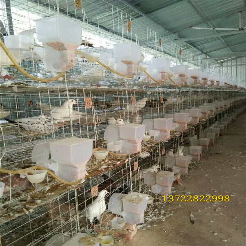 鸽笼鸽子笼12位鸽笼4层养殖白鸽笼鸽笼用品用具3层4层养殖鸽子笼