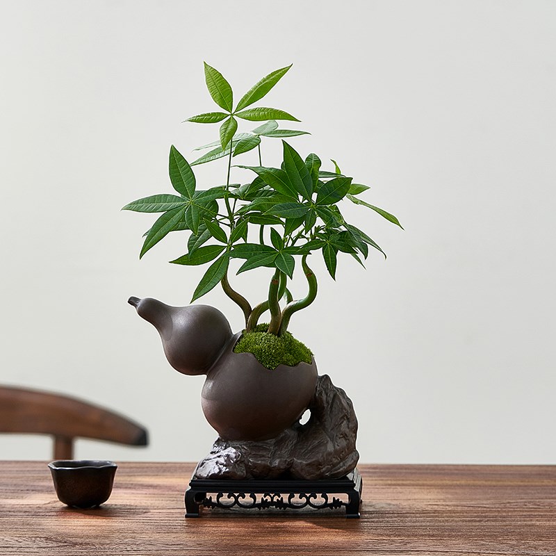发财树盆栽室内办公桌绿植茶几桌面摆件四季好养盆景礼物小摆件
