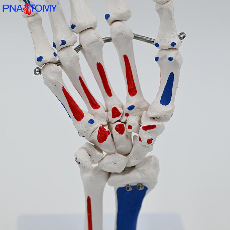1比1手骨模型 人体关节骨骼医学院校教具展示尺骨桡骨 写色手骨