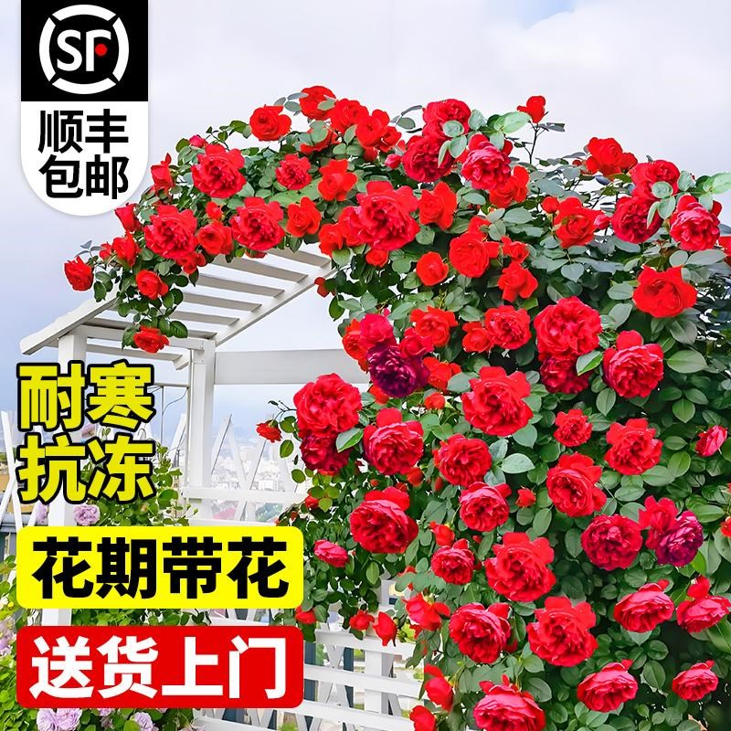蔷薇花苗爬藤四季开花大苗庭院蒂娜爬墙藤本龙沙宝石月季花苗盆栽