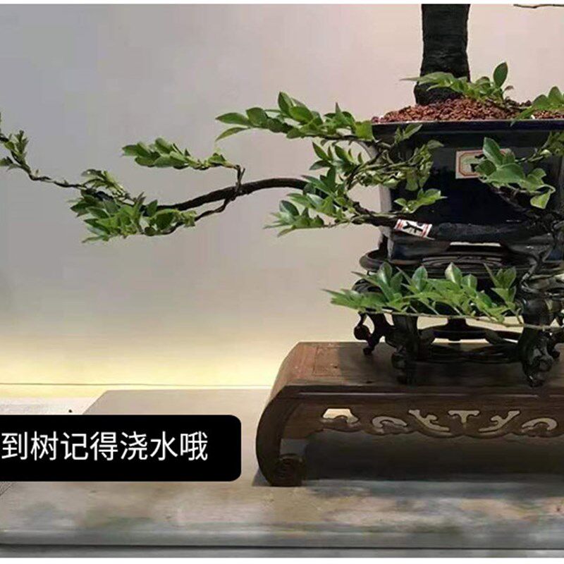 小叶紫檀盆景树桩植物花卉盆栽办公室内绿植黑骨茶苗镇宅四季常青