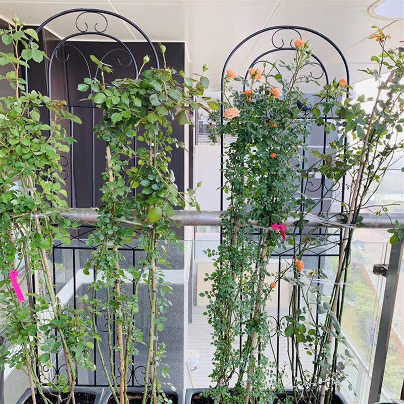 绿萝花架月季花爬藤架子插地蟹爪兰植物支撑杆铁艺多层园艺支架柱