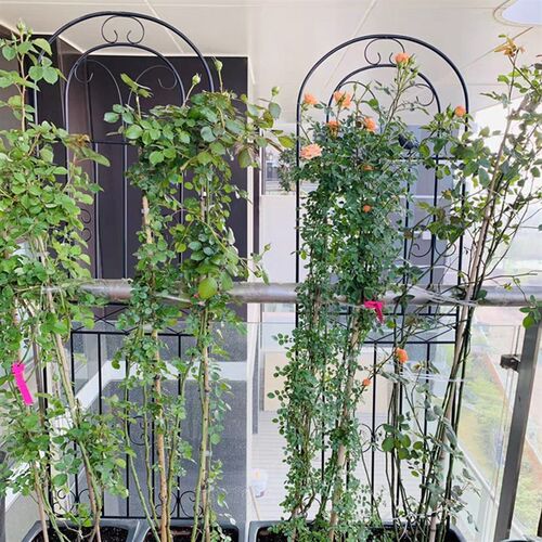 绿萝花架月季花爬藤架子插地蟹爪兰植物支撑杆铁艺多层园艺支架柱
