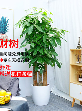 步步高发财树盆栽招财树办公室开业乔迁大发财树绿植长沙同城配送