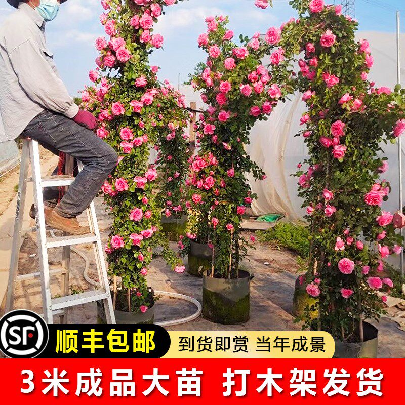 蔷薇花苗藤本月季大苗大花浓香庭院爬藤植物花卉盆栽阳台四季玫瑰