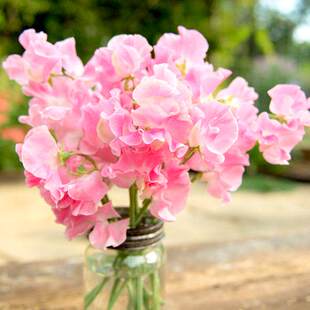 粉色切花香种籽爬外院自然艺豌豆子麝香花种藤室内盆栽庭花卉小园